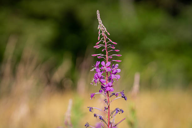 Fireweed plant with purple flowers. Flower of Rosebay Willowherb (Chamaenerion angustifolium), fireweed, french-willow, great willow-herb