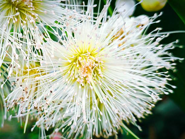 pollen flowers on guava trees