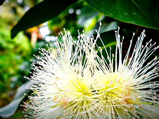 pollen flowers on guava trees