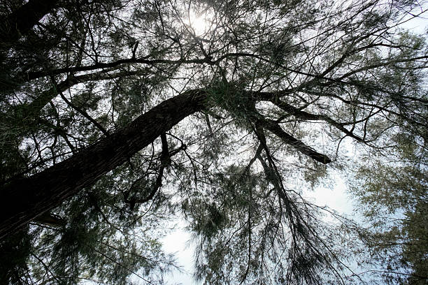 Pine trees on Tanjung Lapin Beach, Rupat Island