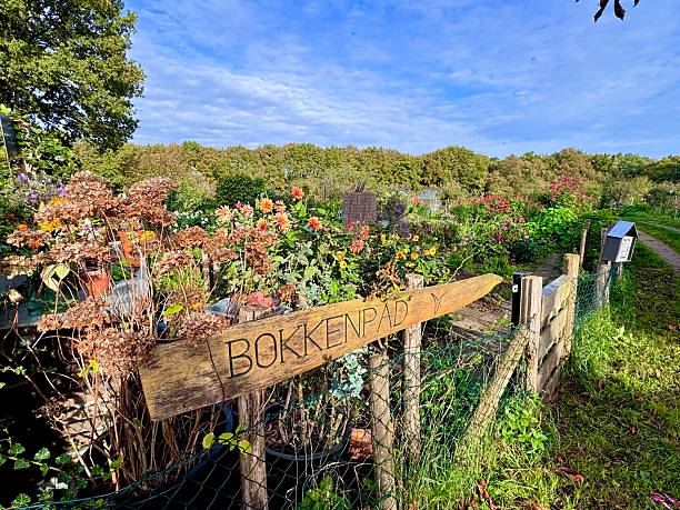 Colourful garden allotments on a sunny autumn day in ‘t Gooi, the Netherlands