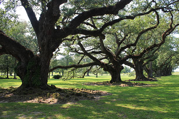 istock Plantations - New Orleans - Gardens 2242004037