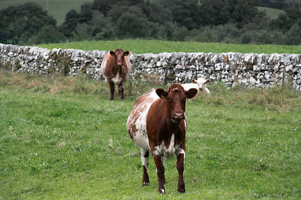 Terceira, Azores, Portugal. Cows in a stone fenced pasture on Terceira Island, Azores.
