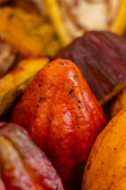 Cacao from Alto Mayo: a sustainable tradition flavor of the Peruvian Amazon