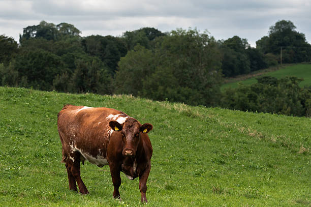 One beef cow standing in a field looking at the camera on an overcast summer day in rural Scotland