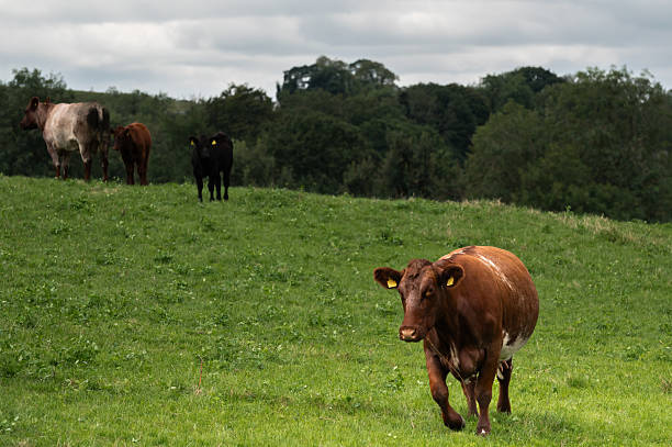 One beef cow standing in a field looking at the camera on an overcast summer day in rural Scotland