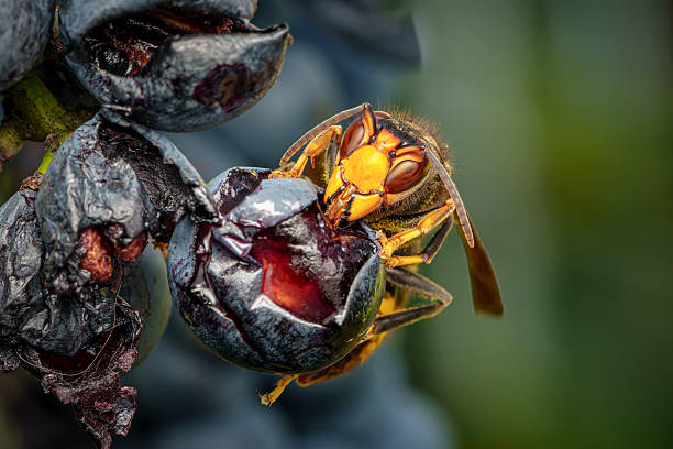 Two insects