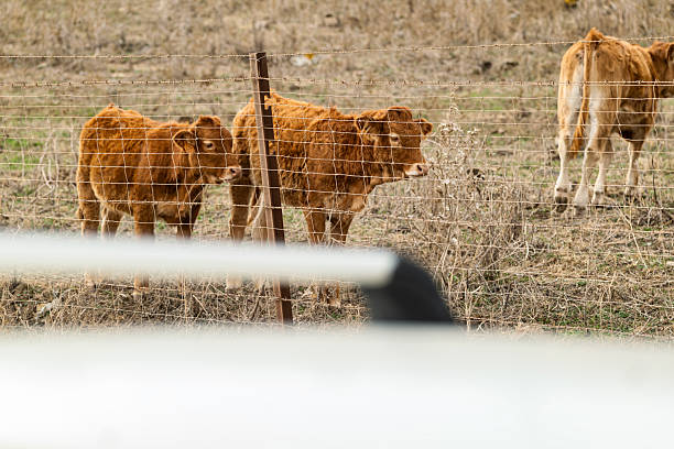 istock Cows by the roadside on a rural trip 2242006733