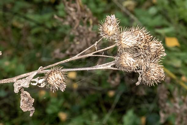 istock Dried burdock plant burrs in autumn field 2242007999