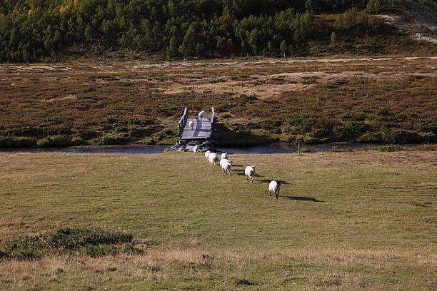 Sheep crossing a bridge in Rondane National Park Norway