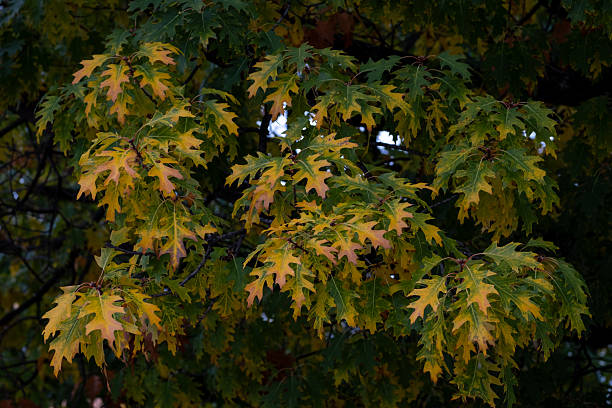 A close-up of vibrant autumn leaves showcases a rich palette of yellow and green that creates a stunning visual representation of the fall season's beauty.