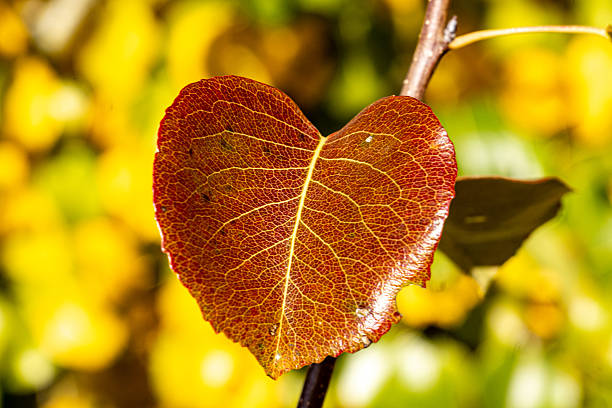 Colorful autumn leaves glowing in warm sunlight on a tree. The bright red, yellow, and orange foliage captures the beauty of fall season, nature, and the peaceful atmosphere of a sunny autumn day.