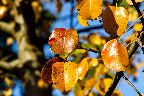 Close-up of bright yellow and orange leaves on a tree branch illuminated by warm sunlight in autumn.