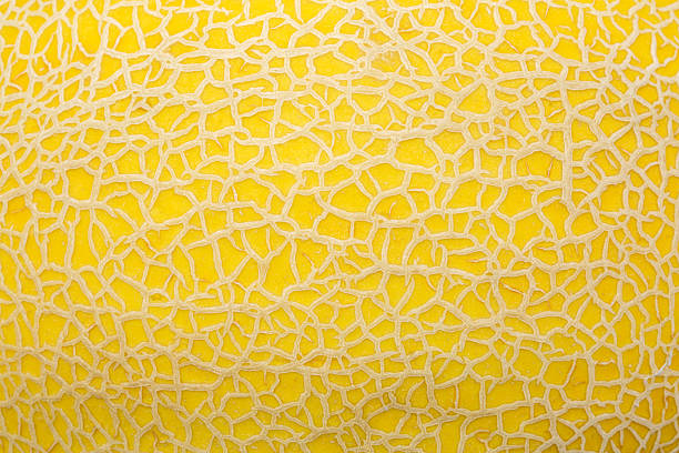 Close-up macro of cantaloupe peel texture,Yellow and orange melon texture close-up