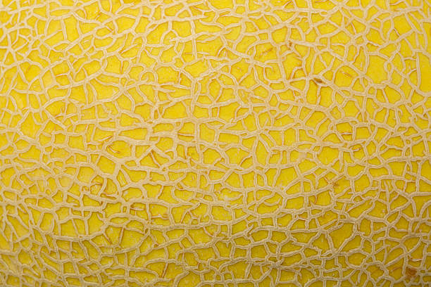 Close-up macro of cantaloupe peel texture,Yellow and orange melon texture close-up