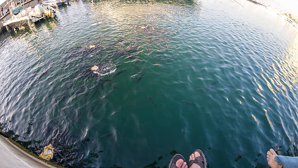 People sitting by a harbor with fish swimming in the water.