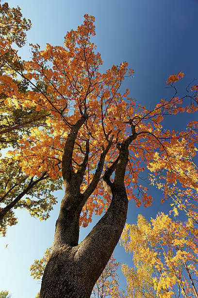 istock Vibrant Golden Maple Tree Canopy Against a Deep Blue Sky 2242010571