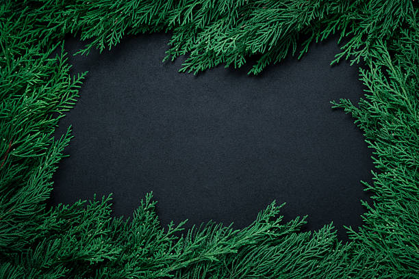 Dark rustic wooden background with a deep green frame created by natural fir tree branches at the