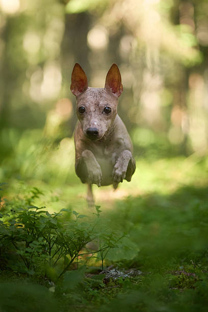 istock hairless terrier running through woods 2242012031