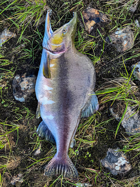 istock A male pink salmon 2242013211