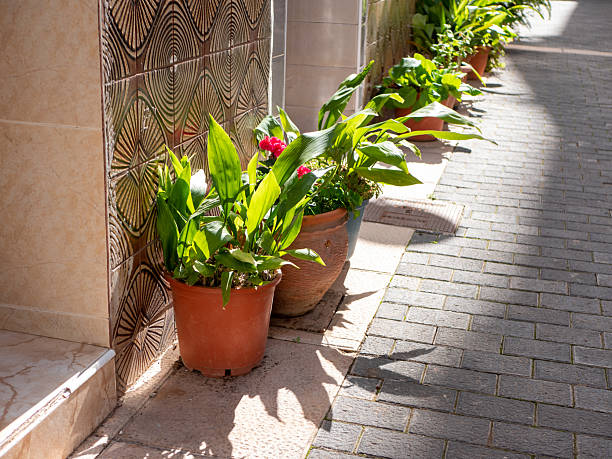 Sunlight pours down on a narrow walkway where various potted plants are arranged neatly. Lush green leaves and colorful flowers create a lively atmosphere in this charming urban setting.