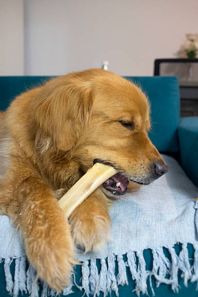 istock Golden retriever dog calmly gnawing on a bone 2242014368