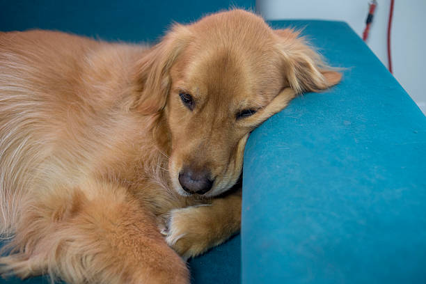 Portrait of a golden retriever dog.