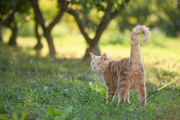 tabby cat standing on green grass outdoors
