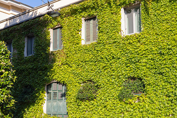 istock an old house overgrown with green plants 2242016416