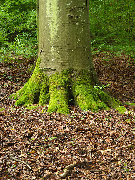 Moss-Covered Tree Trunk in Green Forest with Mossy Roots on Leaf-Littered Ground