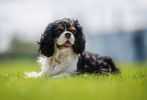 Adorable Cavalier King Charles Spaniel puppy resting on green summer grass.