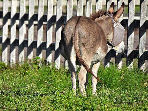 A donkey slowly walks through straw in a barnyard while other animals rest nearby