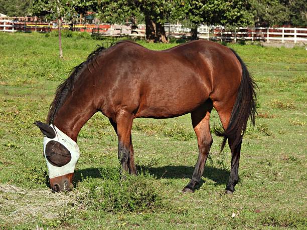 A chestnut horse with a flowing mane grazes peacefully on a soft green meadow, complemented by a serene forest landscape in the background. The natural scenery evokes a sense of tranquility.