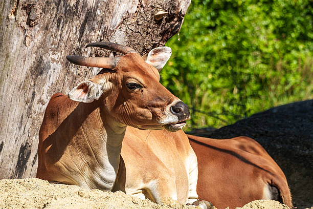 istock Banteng, Bos javanicus or Red Bull is a type of wild cattle. 2242025844