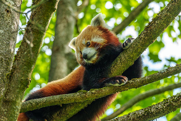 istock The red panda, Ailurus fulgens, also called the lesser panda. 2242025867