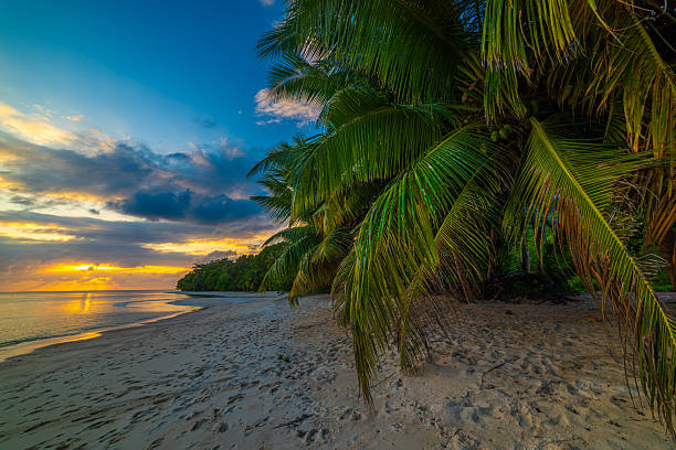 istock Sunset in a tropical beach with palms by the sea 2242027917