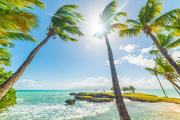 istock Palm trees and turquoise water in a tropical beach 2242027956