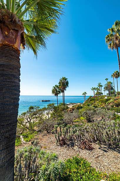 istock Vegetation by the sea in Laguna Beach 2242029737