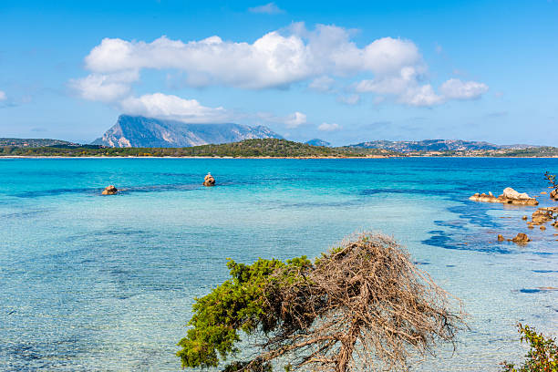 istock Vegetation, rocks and clear water in Lu Impostu beach 2242030127