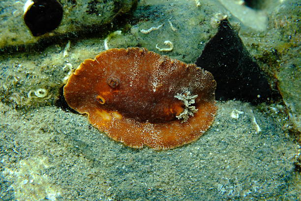 istock Redbrown leathery doris or redbrown nudibranch (Platydoris argo) undersea 2242031425