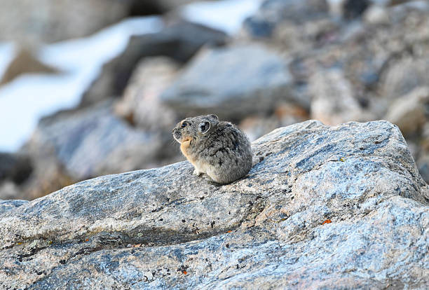 A Pika soaking some sun on a rock and looking out