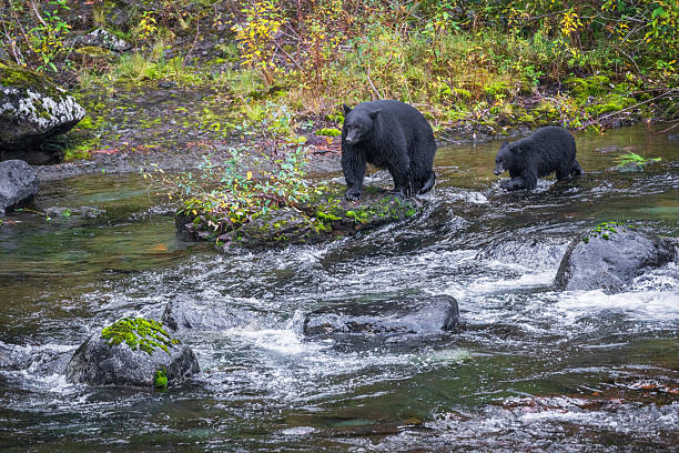 istock Black Bear and Cub Fishing for Salmon 2242035710