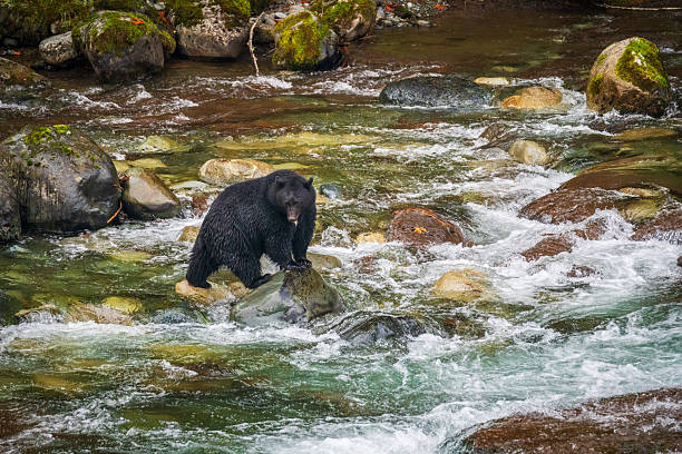 istock Black Bear Fishing for Salmon 2242035739