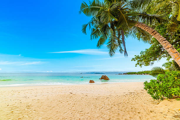 istock Tropical beach with palm trees and sand. 2242036240