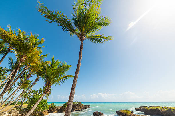 istock Palm trees and blue sea in a tropical beach 2242036434