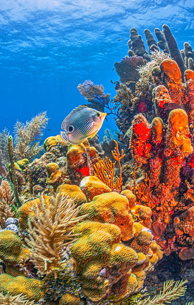 istock foureye butterflyfish,Chaetodon capistratus 2242036543
