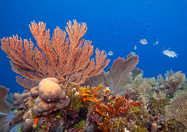 View of the stunning ocean floor with lettuce coral - Palau Micronesia