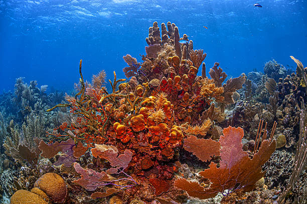 istock Caribbean coral garden, Roatan Honduras 2242036722