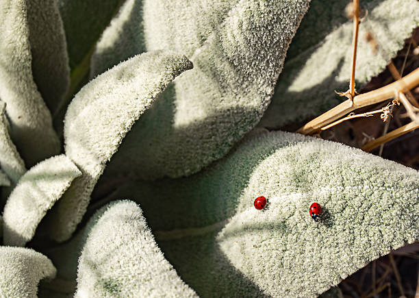 close-up of the leaves of a plant with a rough texture on which two red ladybugs are perched, creating a tranquil, natural scene.