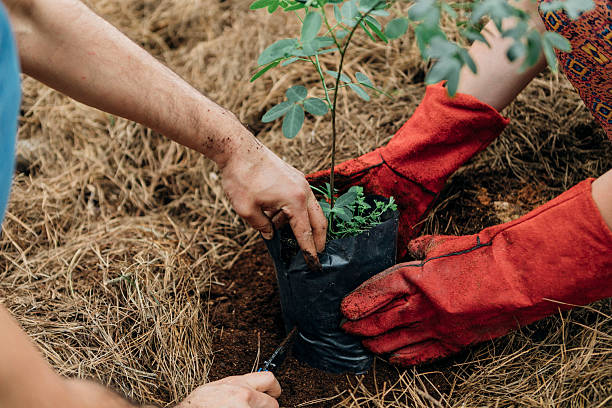 istock People planting small tree for reforestation, performing environmental conservation and green sustainable development 2242037054